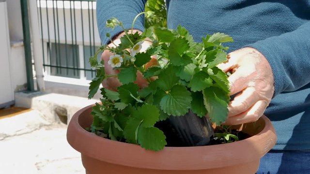 Man repotted a strawberry plant in a larger pot from his garden on his home balcony