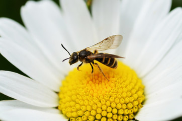 ape su fiore macro miele polline 