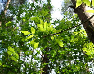 Young green leaves in the forest on a background of trees