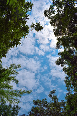 sunny day blue sky with scattered white partly clouds with the frame of forest tree branches and leaves