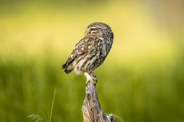little owl perched on a branch with unfocused background