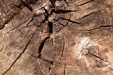 Texture of an old cracked tree. Sawn old log. Wood texture for background.