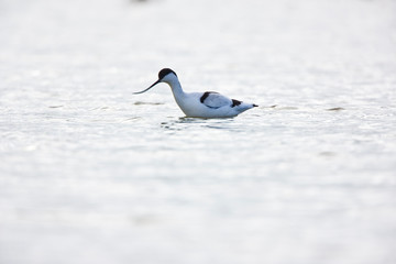 Avoceta (Recurvirostra avosetta)