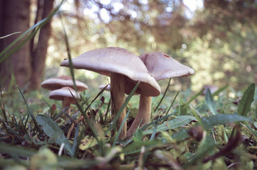 fungi fungo bosco 