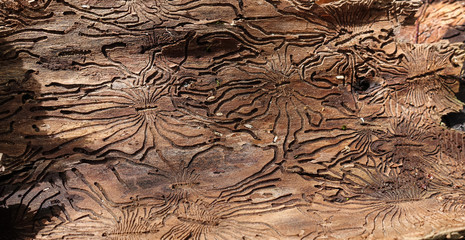 Traces of the pest on the bark of a tree in the form of Nazca lines. Abstract background