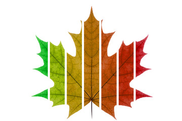 Maple leaf aging cycle. Autumn leaf on a white isolated background. Canadian Maple Leaf.