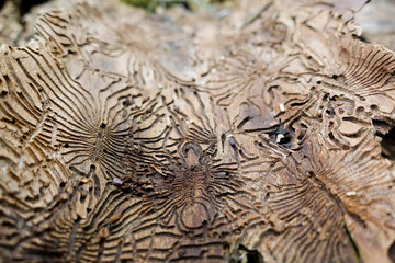 Traces of the pest on the bark of a tree in the form of Nazca lines. Abstract background