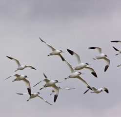 Avoceta (Recurvirostra avosetta)