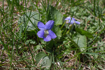 Close-up view of common blue violets (viola sororia) growing in a grassy lawn in spring