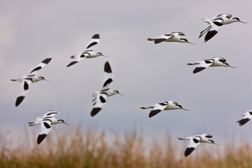 Avoceta (Recurvirostra avosetta)