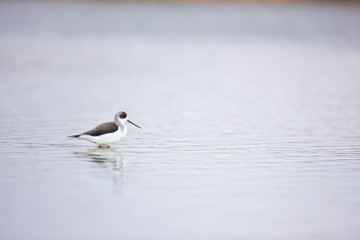 Cigüeñuela (Himantopus himantopus),