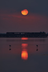 Naklejka premium amanecer con flamencos