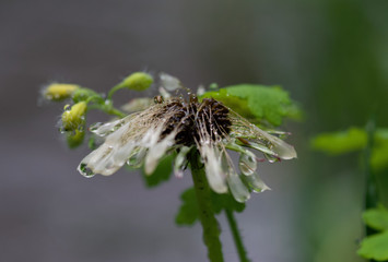 old dandelion wet from rain closeup