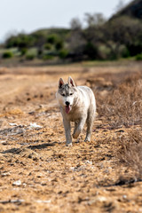 A young grey and white Siberian husky male dog with brown eyes is moving at barrents. The desert is full of clay. There are lot of dried plants near him, some greenery at background.