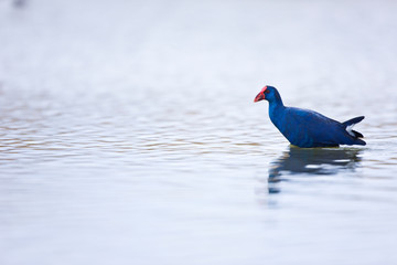 Calamon comun (Porphyris porphyris),