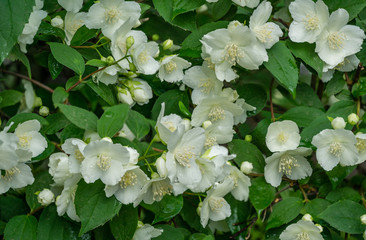 Jasmine white flowers Philadelphus coronarius sweet mock-orange in bloom. Flowering English dogwood wild in sunny spring garden. Selective focus close-up. Flower landscape for any wallpaper