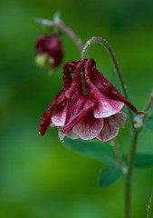 beautiful red terry bell wet from rain closeup