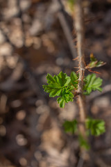 Close up view of emerging leaves on a wild gooseberry (ribes uva-crispa) bush in a woodland area.