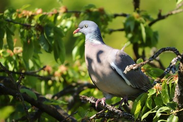 Ringeltaube sitzt im Kirschbaum