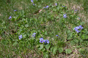 Close-up view of common blue violets (viola sororia) growing in a grassy lawn in spring