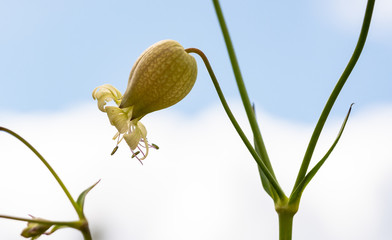 Flor selvagem