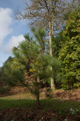 Green Foliage of an Evergreen Coniferous Hartweg's Pine Tree (Pinus hartwegii)