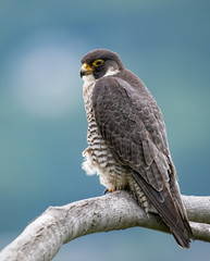 Peregrine Falcon 
