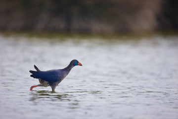 Calamon comun (Porphyris porphyris)