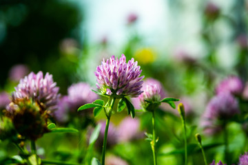 Violet blue, beautiful plants clover flowers on a blurred green background on a bright summer day.