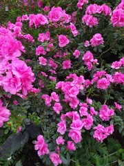 Spring flowers, full bloom of azaleas. Azalea flowers to mark the beginning of spring. Flowers botanical garden in Kyiv