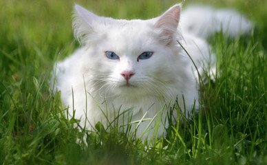 ritratto gatto pelo bianco occhi azzurri 