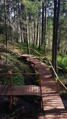 The wooden walking road with handrails in the spring coniferous forest