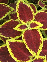 
Flowers in the form of texture.