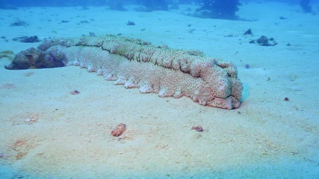 Sea cucumber