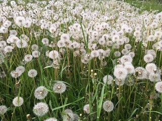 
Dandelion field