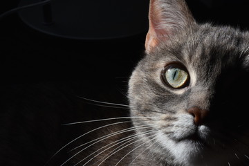 Regard perçant