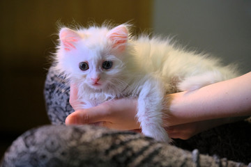 Fototapeta premium white kitten sits on his knees low light