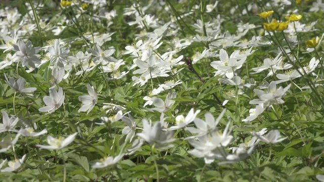 A beautiful snowdrop flower dangles from the storn to the side and beyond the wind. Snowdrop forest. A magnificent view of the formation of a snowdrop in the forest.Shot in 4K UHD