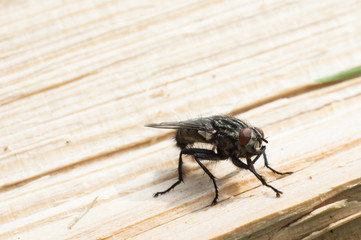 fly sitting on a flower close-up photo