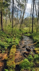 Fototapeta na wymiar Narrow stream in a green spring forest in the sunlight with a fallen log in the moss