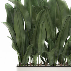 Obraz premium Tropical plants banana bush in a white pot isolated on white background