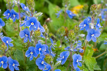 fantastic blue small wildflowers background