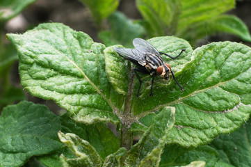 fly sitting on a flower close-up photo