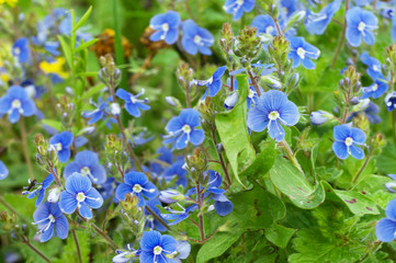 fantastic blue small wildflowers background
