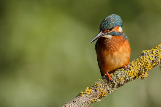 Eurasian Kingfisher on a branch looking for fish