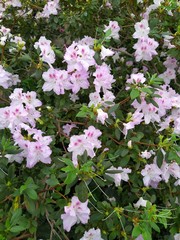Spring flowers, full bloom of azaleas. Azalea white flowers to mark the beginning of spring. Flowers botanical garden
