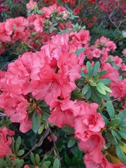Beautiful vibrant azalea flower tree blooming in the botanical garden, in Kyiv. Bright flowers Close up. Botanical greeting card.