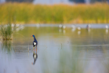 Calamon comun (Porphyris porphyris),