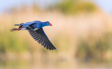 Calamon comun (Porphyris porphyris),