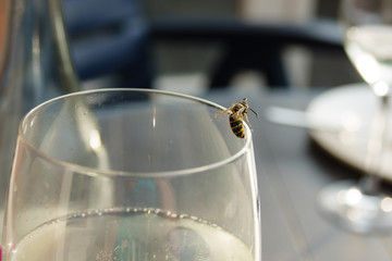 A wasp crawling out of a glass of white wine